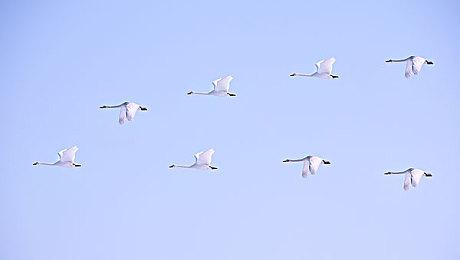 青蛙王子版《蔚蓝》新游《CROAK》上架Steam